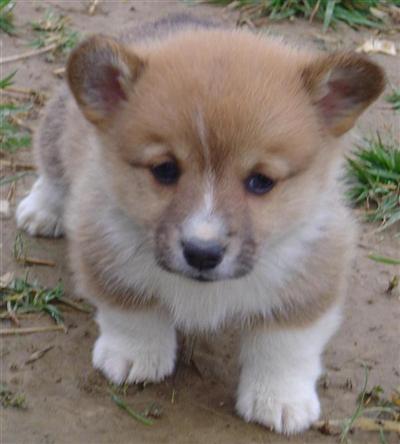 Ted E. Bear - Cute  Cuddly in Tennessee
